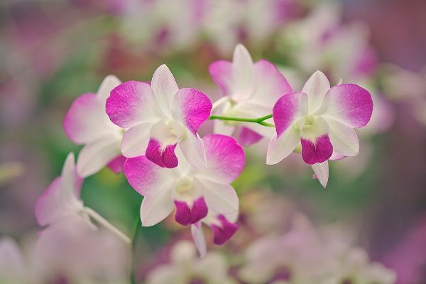 Jones, Adam 아티스트의 Hybrid Orchids Selby Gardens-Sarasota-Florida작품입니다.